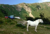 Bjelasica