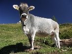 Dolomity - kráva