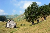 Bjelasica