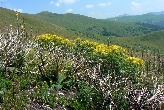 Bjelasica
