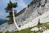 Komovi