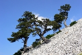 Komovi