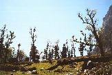 Indie - trekking v Himal�j�ch