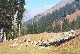 Indie - Himálaj