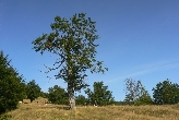 Polonina Kr�sn�