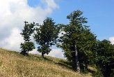 Polonina Kr�sn�