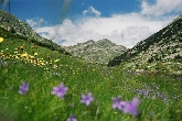 Pirin - louky za chatou Pirin