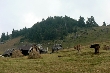 Poho�� Bjelasica