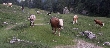 Dolomity