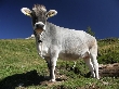 Dolomity - kr�va