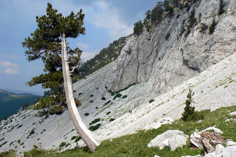 Komovi