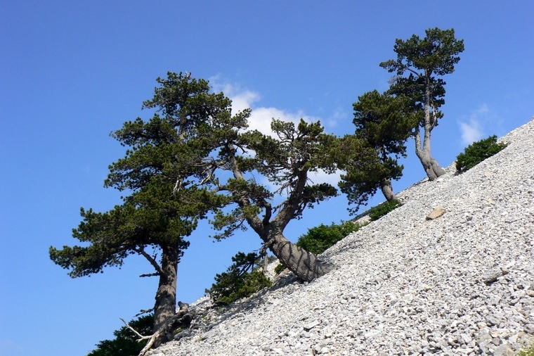 Komovi