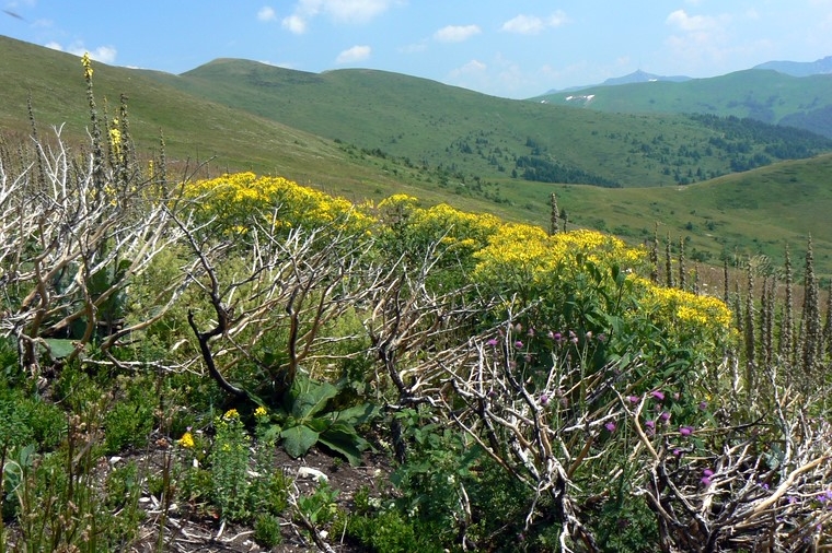 Bjelasica