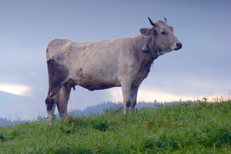 Podkarpatská Rus - kráva