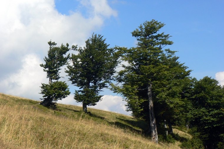 Polonina Krásná