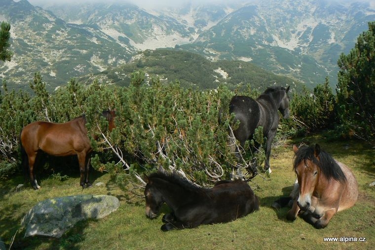 Pirin - konì nad chatou Vichren